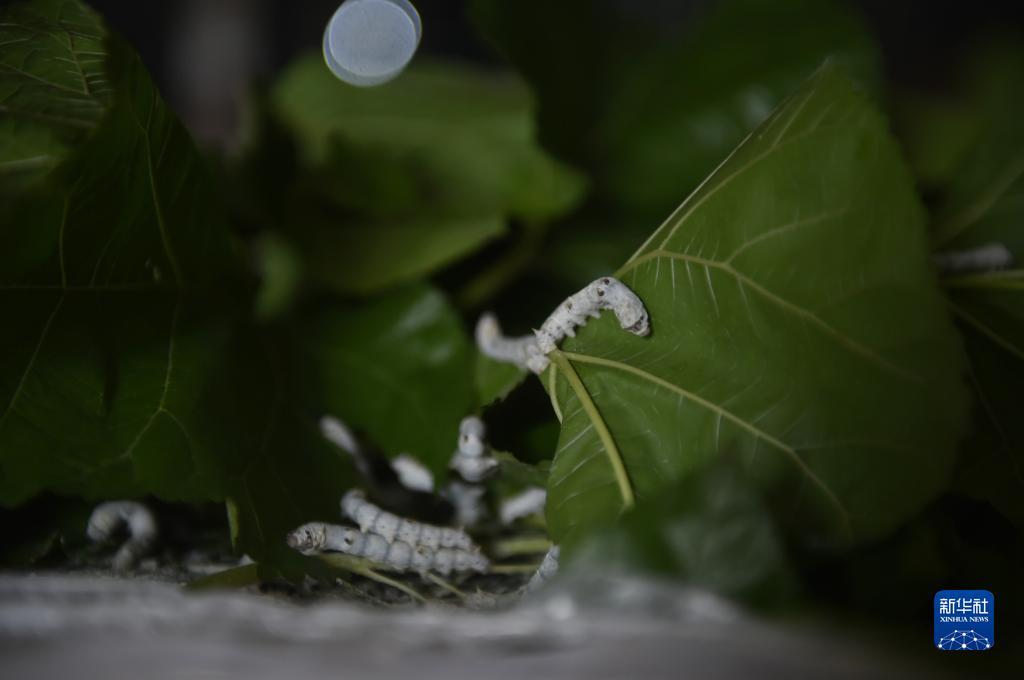 网页炸金花房卡